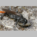 Ammophila sabulosa - Sandwespe 04m 20mm mit Sichelfluegler-Raupe - Drepana falcataria.jpg